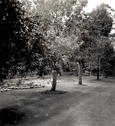 Somerville rear garden orchard
